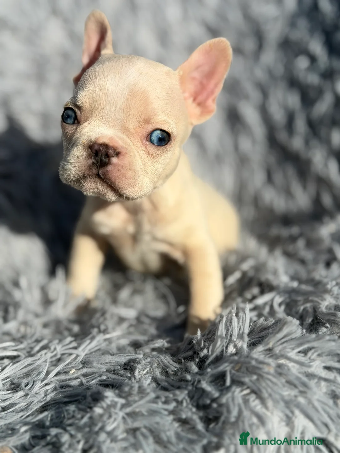 Bulldog Francés perros en venta: Bulldog Platimun  - Anuncio 4