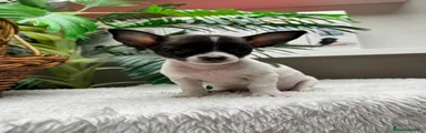 Chihuahua 1