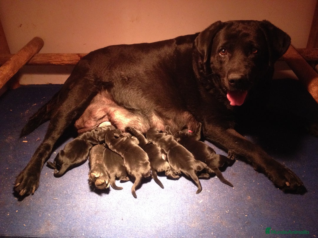Labrador Retriever perros en venta: Cachorros de labrador retriever con pedigree  - Anuncio 9