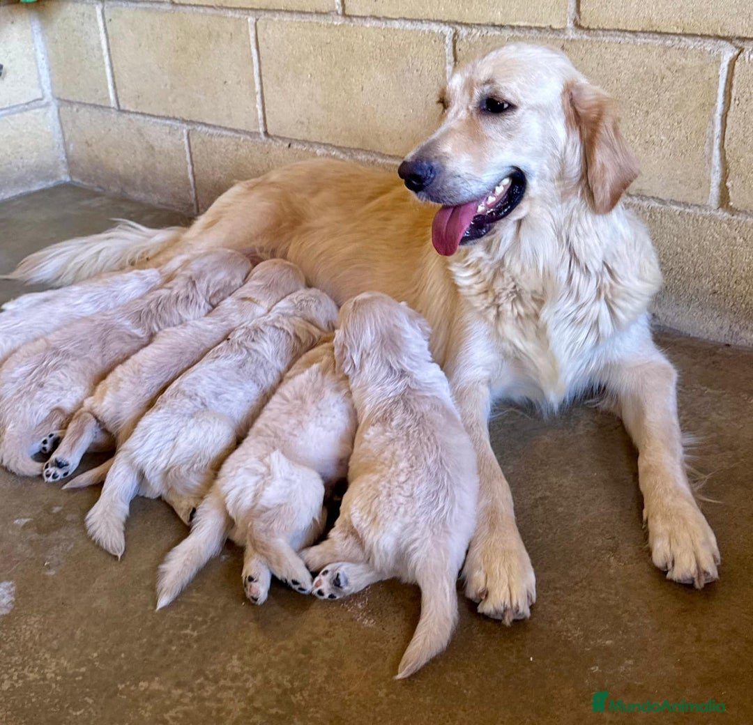 Golden Retriever perros en venta: Golden retrieve  - Imagen 4