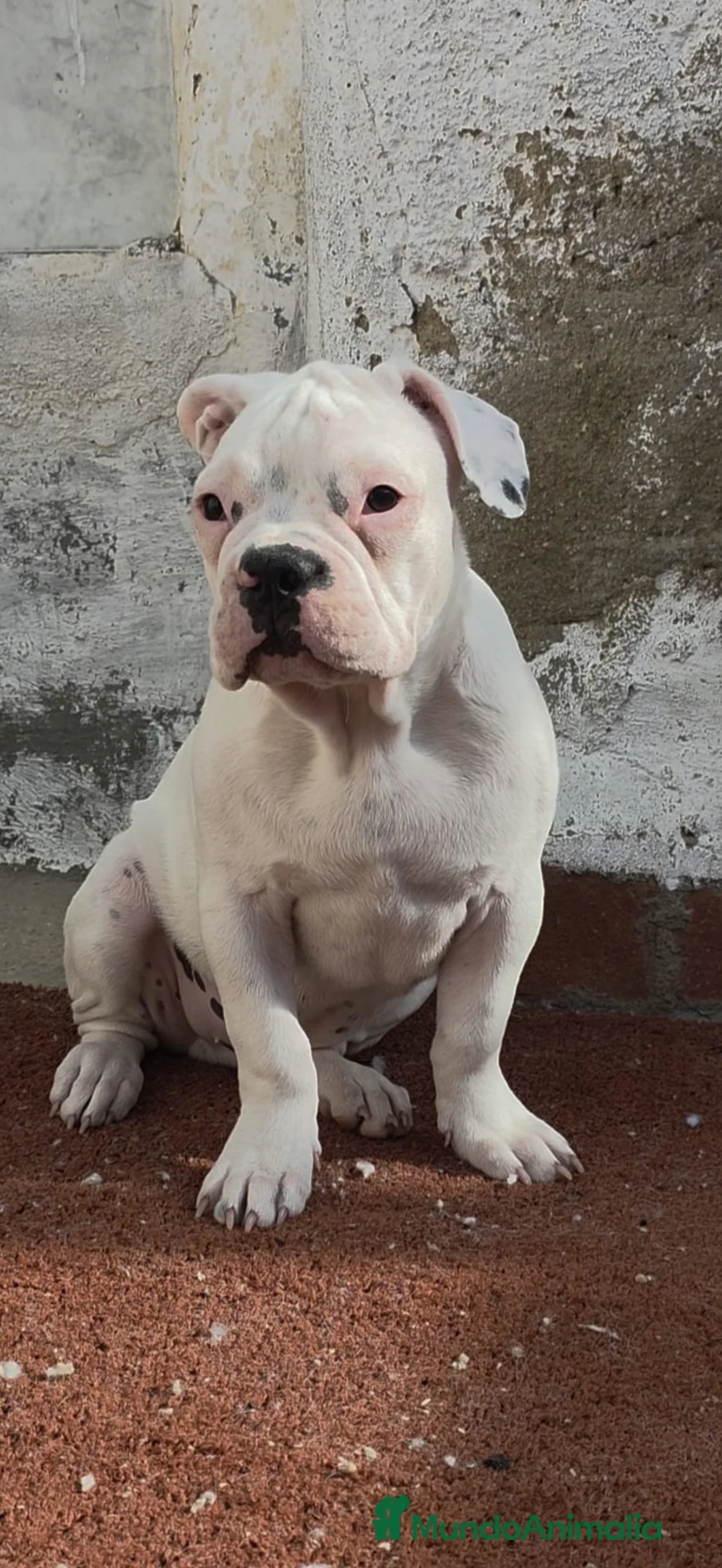 Bulldog Francés perros en venta: Cachorro de 4 meses - Anuncio 2