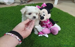 Bichón Maltés perros en venta: OPORTUNIDAD UNICA. BICHON MALTES MINI - Imagen 2