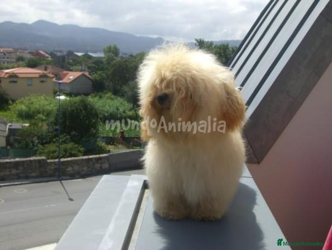 Imagen de galería {{count}}