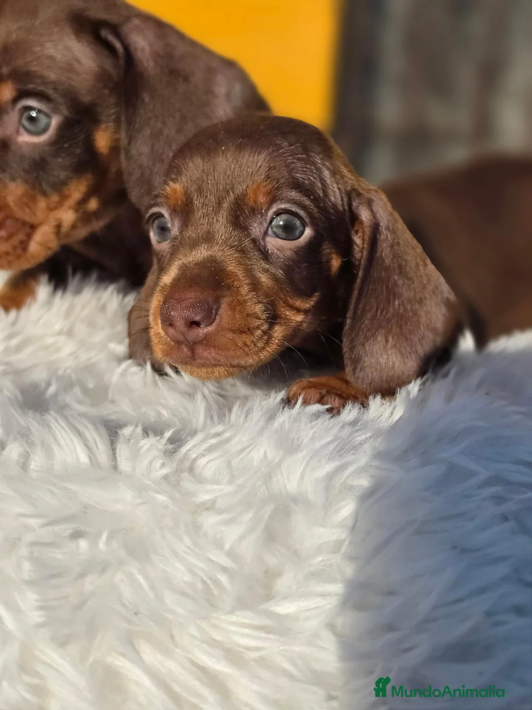 Teckel Miniatura perros en venta: Teckel chocolate inigualables  - Anuncio 4
