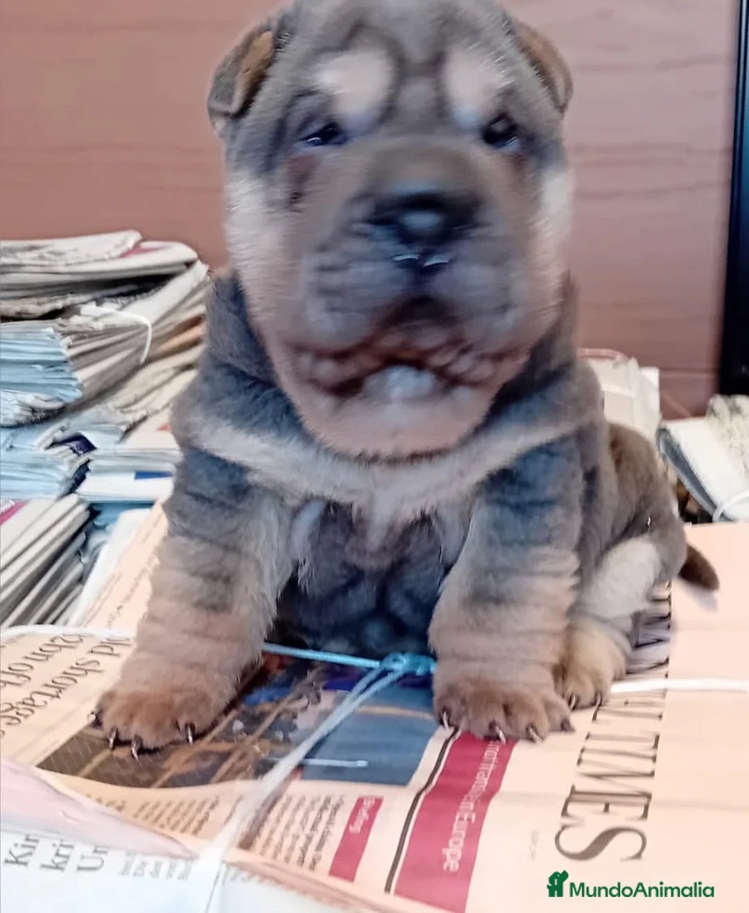 Shar Pei perros en venta: ‼️‼️Preciosa camada de minipeis linea americana - Anuncio 1
