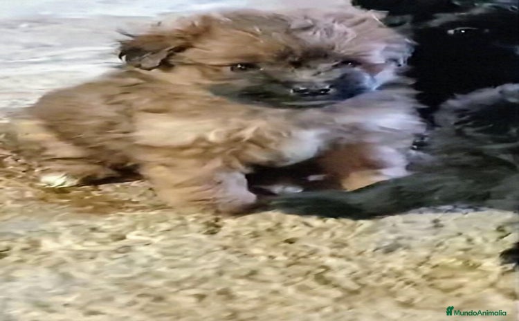 Caniche Enano perros - Propaganda 1