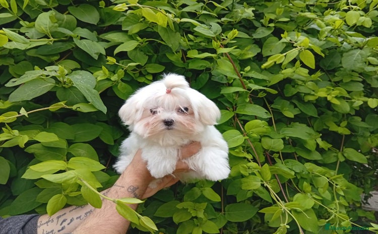 Bichón Maltés perros - Propaganda 1
