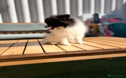 Pomerania perros en venta: Lulu pomerania MICRO TOY  - Imagen 10
