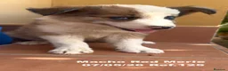 Border Collie perros en venta: Border Collie De Villa Biznaga - Anuncio 22