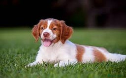 Épagneul Breton perros en venta: SAPNIEL BRETÓN - Imagen 1