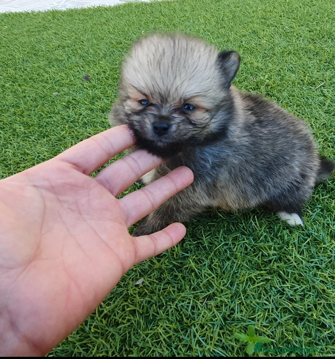 Pomerania perros en venta: Pomeranias Mini Preciosos  - Anuncio 8