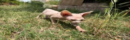 Sphynx gatos en venta: Gatito macho sphynx  - Anuncio 4