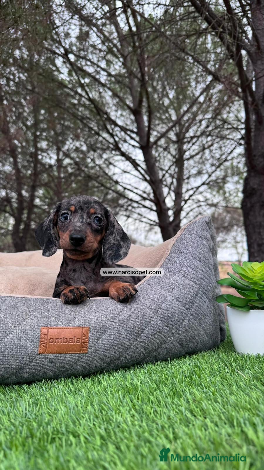 Teckel Miniatura perros CACHORROS TECKEL ARLEQUIN PLATA - Anuncio 37