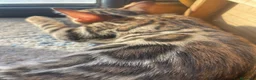 Bengalí gatos en venta: Hembra Bengalí Brown Spotted Tabby - Anuncio 11