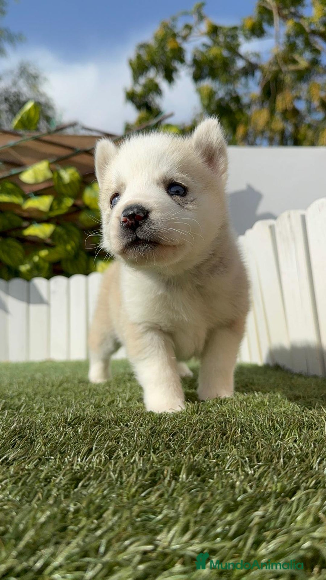 Husky Siberiano perros en venta: HUSKY - Imagen 5