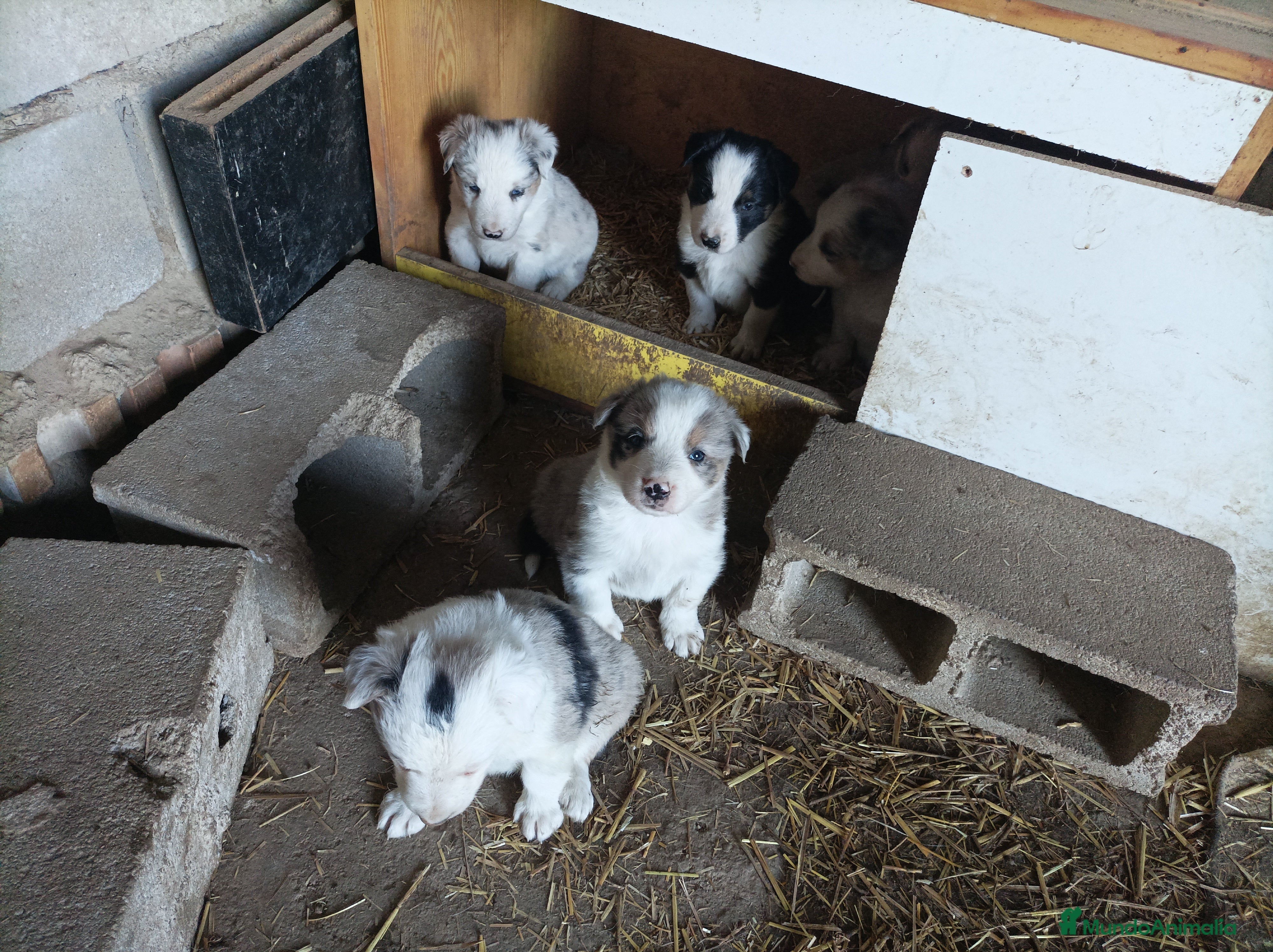 Border Collie perros Boder collie Getafe  - Anuncio 34