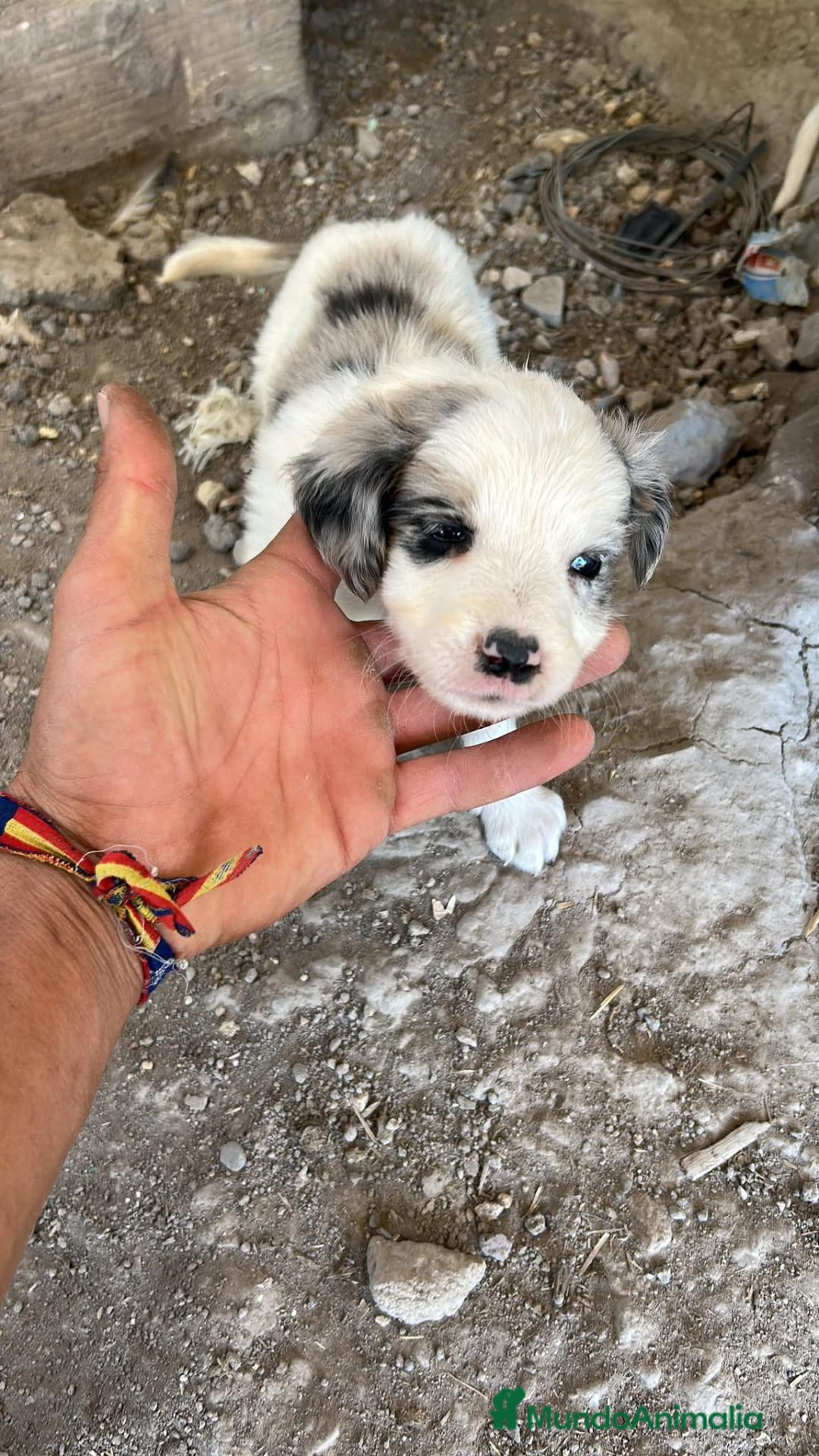 Border Collie perros Border collies de excelente calidad  - Anuncio 1