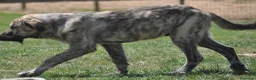 Mastín Español perros en venta: Mastin Español Ganadero Macho - Anuncio 2