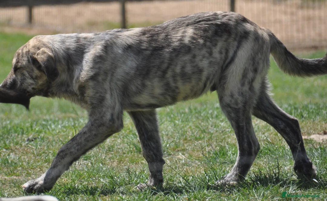 Mastín Español perros en venta: Mastin Español Ganadero Macho - Anuncio 2