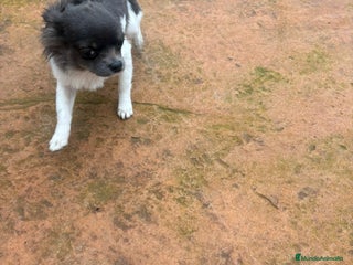 Chihuahua perros Chihuahua toy - Anuncio 4