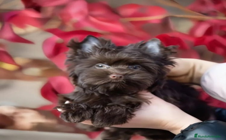 Yorkshire Terrier perros Cachorros Yorkshire chocolate Micro/Toy - Anuncio 4
