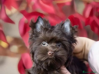 Yorkshire Terrier perros Cachorros Yorkshire chocolate Micro/Toy - Anuncio 1