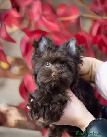 Yorkshire Terrier perros Cachorros Yorkshire chocolate Micro/Toy - Anuncio 2