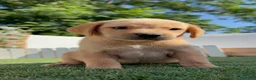 Labrador Retriever perros en venta: LABRADOR RETRIEVER  - Anuncio 9