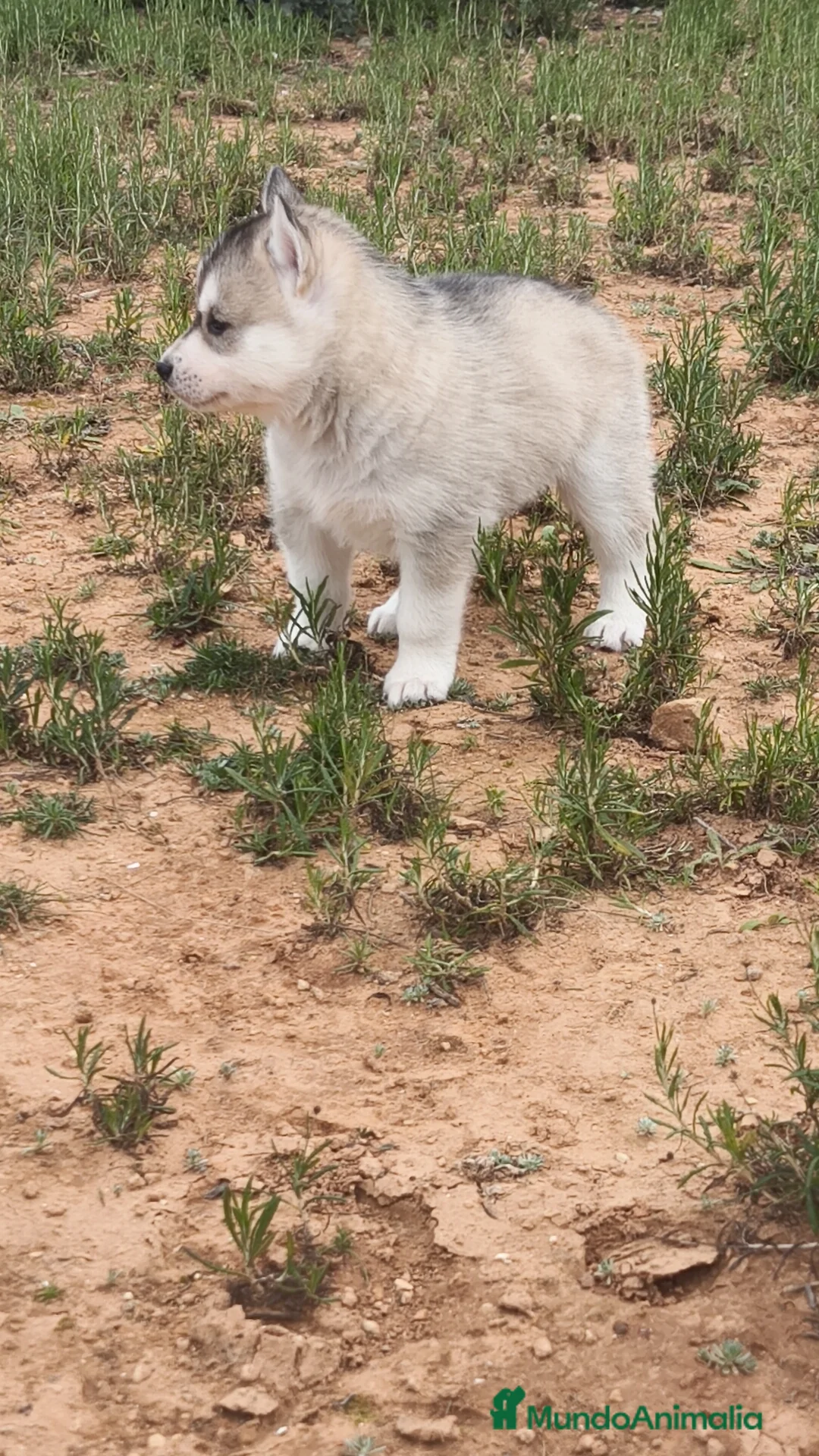 Husky Siberiano perros en venta: Husky SIBERIANO Macho y Hembra  - Anuncio 9