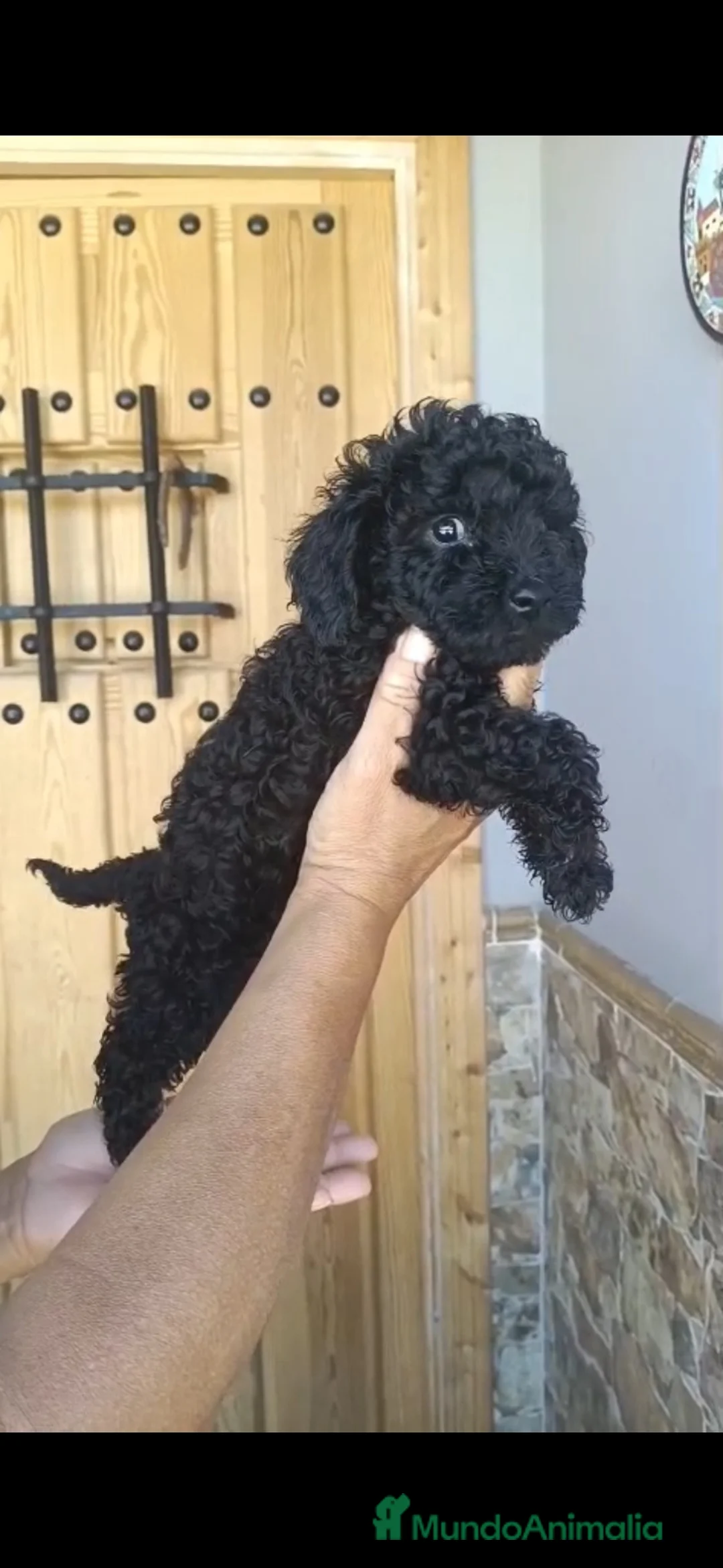 Caniche Toy perros en venta: OFERTA SOLO HOY!!! Caniches Toy 900€!!!!!! - Anuncio 1