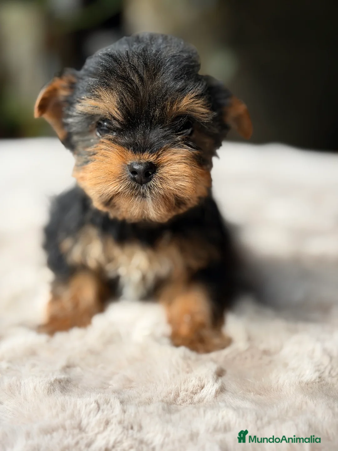 Yorkshire Terrier perros en venta: Yorkshire Minitoy  - Anuncio 1