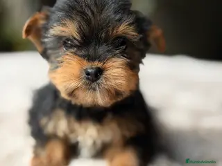 Yorkshire Terrier perros Yorkshire Minitoy - Anuncio 1