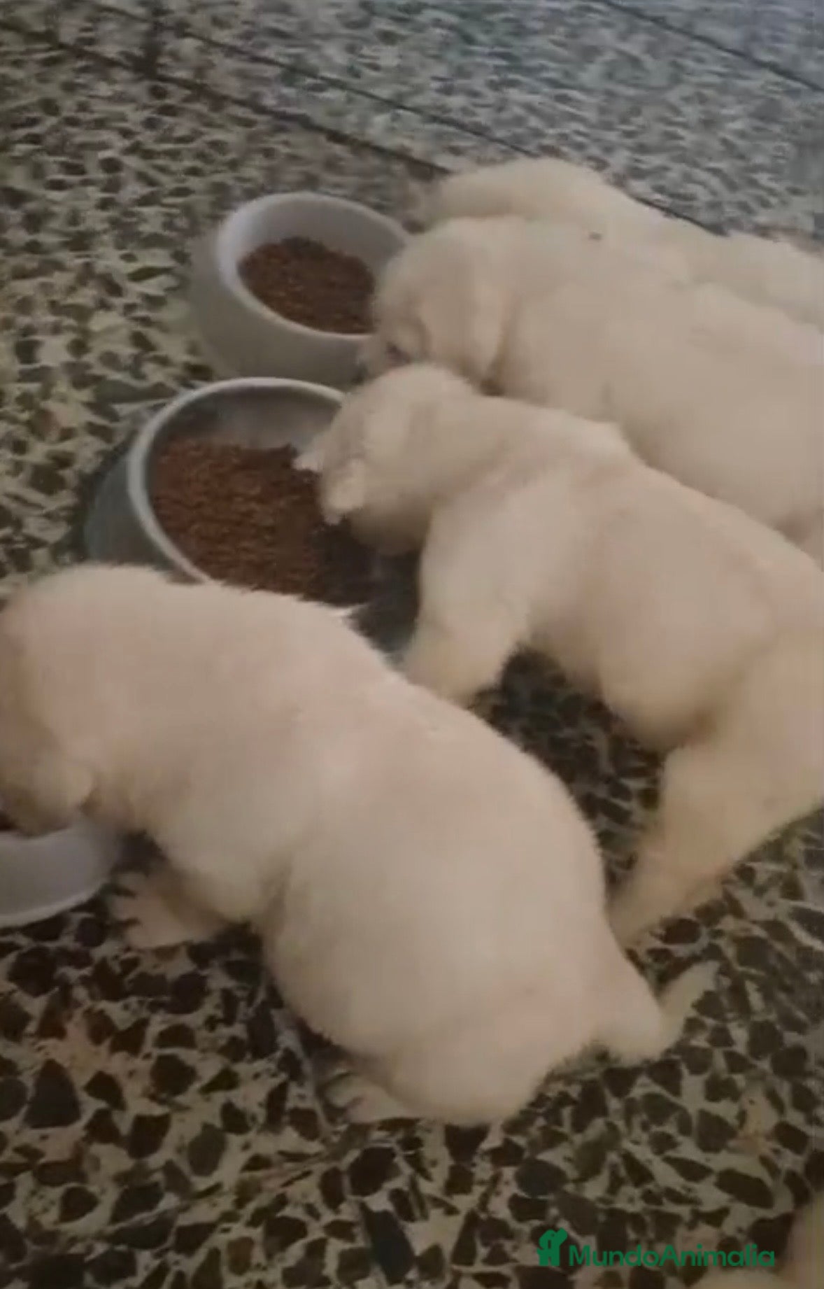 Labrador Retriever perros Espectacular camada de labradores 🐶🐾 - Anuncio 1
