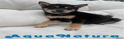 Shiba Inu perros en venta: Shiba Inu Macho de Mayka y Silvio 1984 AQUANATURA - Anuncio 4