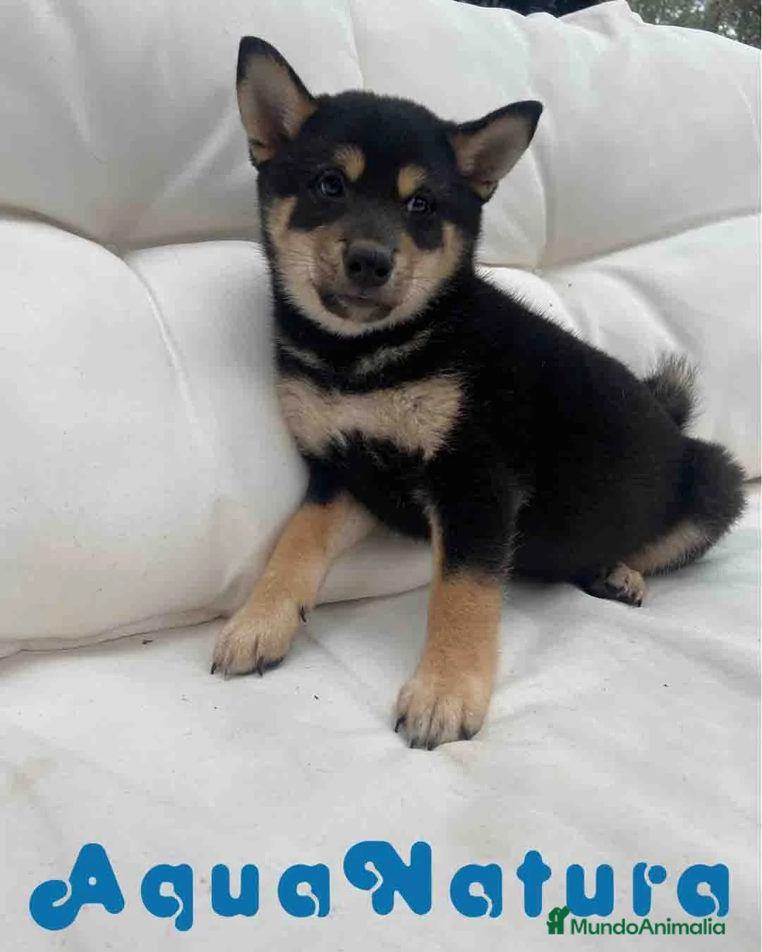 Shiba Inu perros en venta: Shiba Inu Macho de Mayka y Silvio 1984 AQUANATURA - Anuncio 4