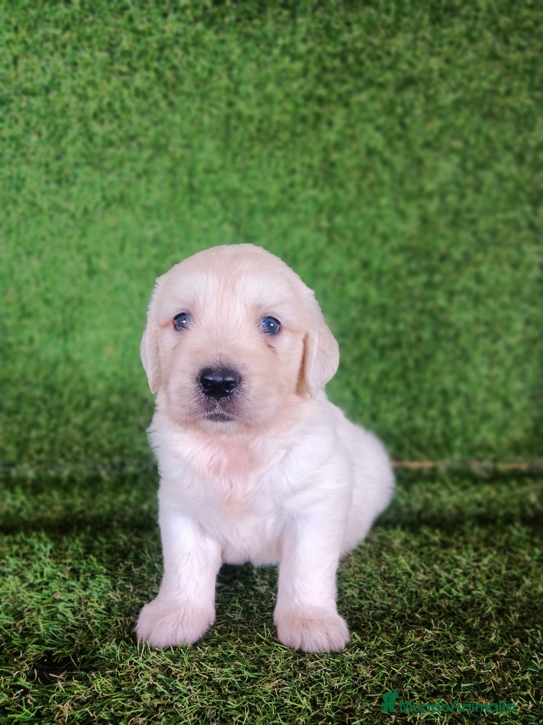 Golden Retriever perros en venta: GOLDEN RETRIEVER  - Imagen 2