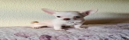Chihuahua perros en venta: Chihuahuas - Anuncio 6