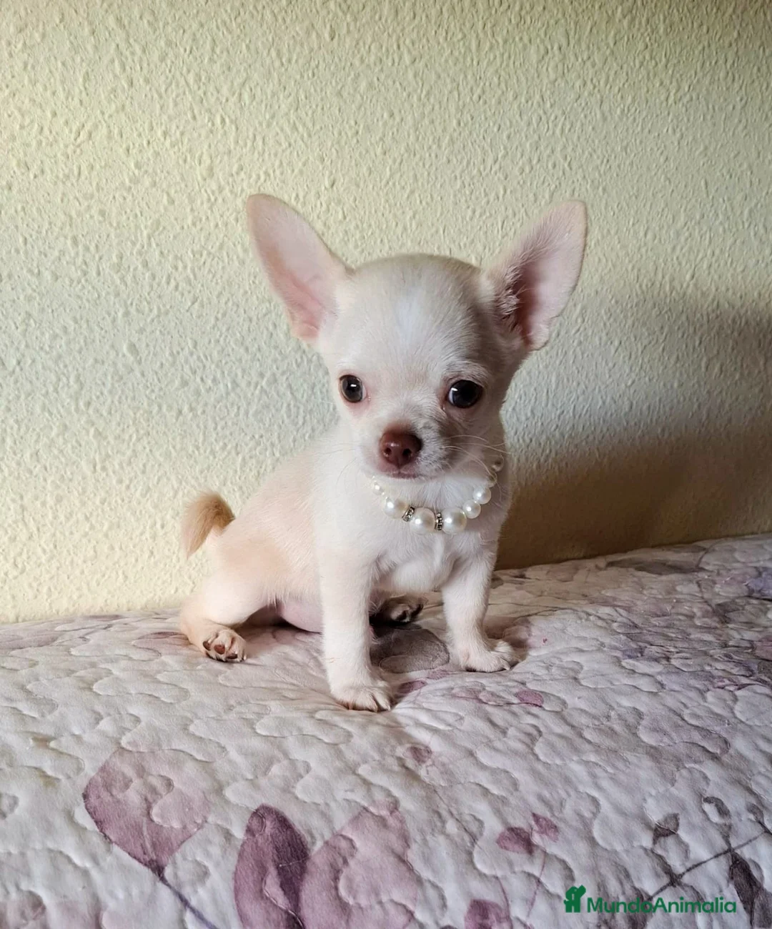 Chihuahua perros en venta: Chihuahuas - Anuncio 6