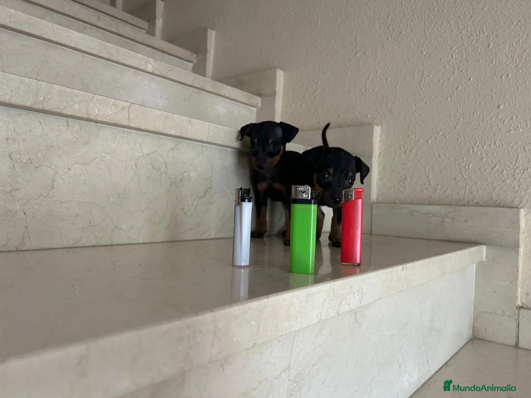 Pinscher Miniatura perros en venta: Mini pincher - Anuncio 18