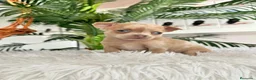 Chihuahua perros en venta: CHIHUAHUA  - Anuncio 6
