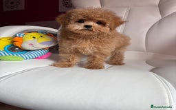 Maltipoo perros en venta: Maltipoo para noviembre/diciembre  - Imagen 2