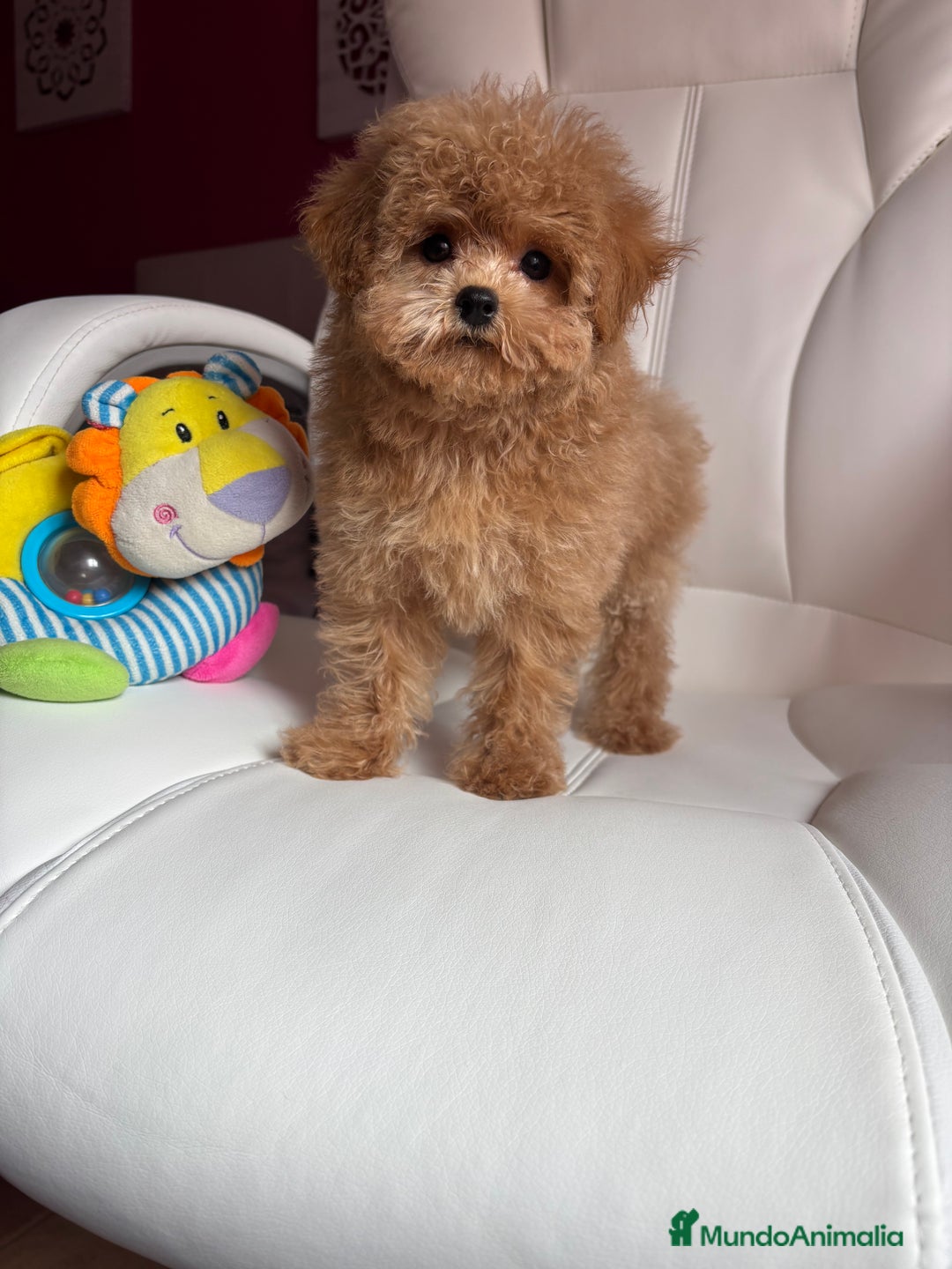 Maltipoo perros en venta: Maltipoo para noviembre/diciembre  - Imagen 2