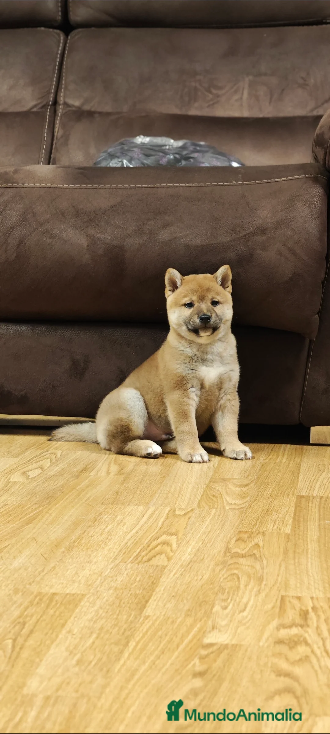 Shiba Inu perros en venta: Shiba inu  - Anuncio 1