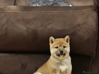 Shiba Inu perros Shiba inu - Anuncio 1