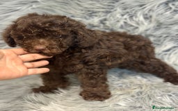 Caniche Enano perros en venta: CANICHE ENANO CHOCOLATE - Imagen 5