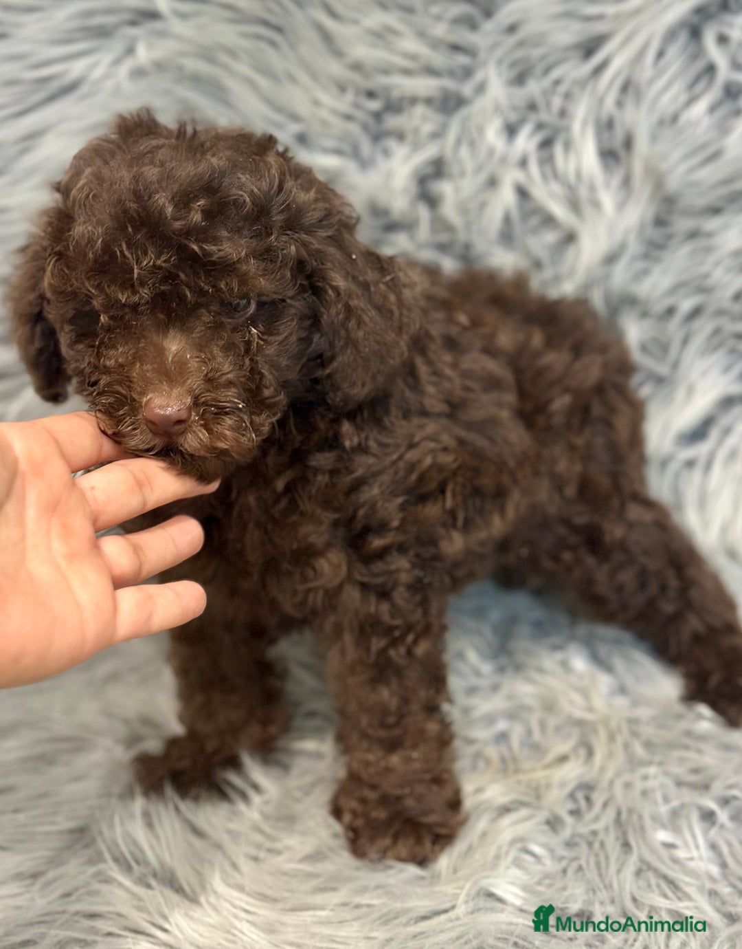 Caniche Enano perros en venta: CANICHE ENANO CHOCOLATE - Imagen 5