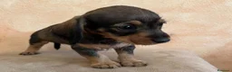 Teckel Miniatura perros en venta: Impresionantes teckel mini  - Anuncio 6