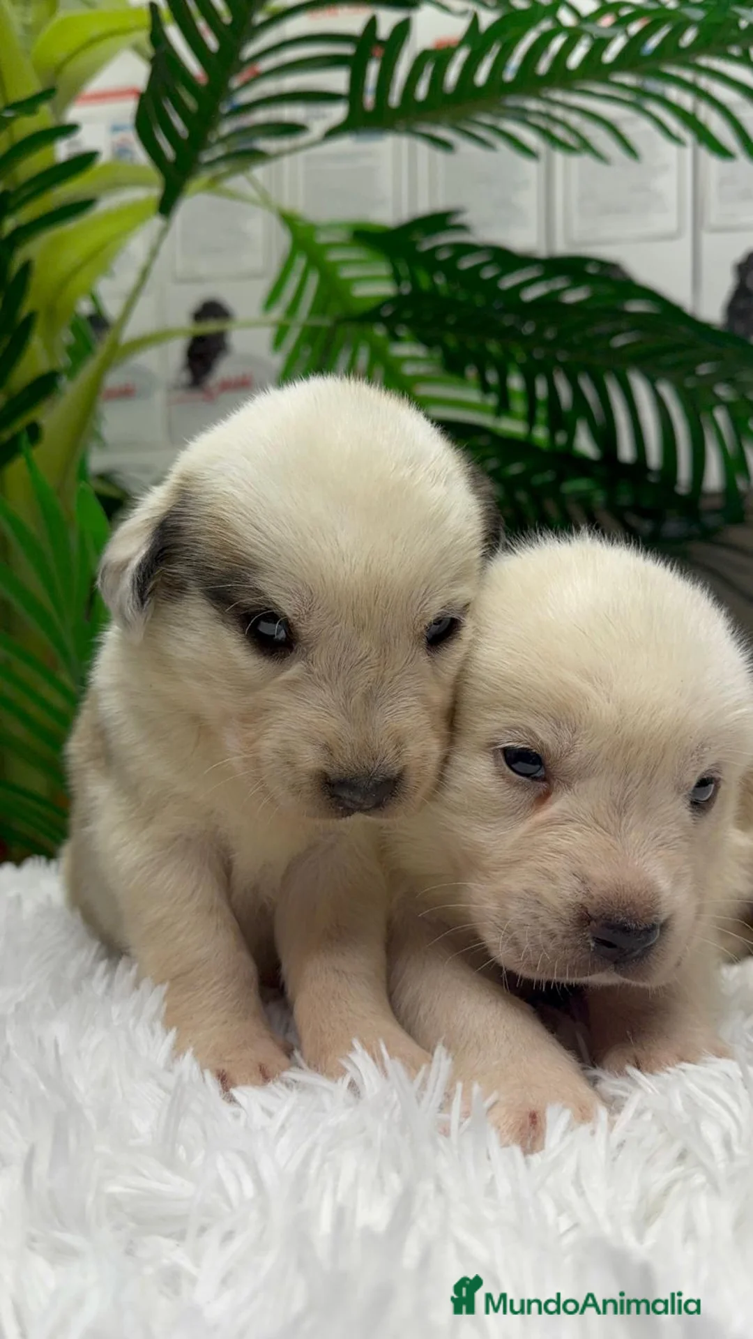 Mastín Español perros en venta: MASTIN ESPAÑOL  - Anuncio 12