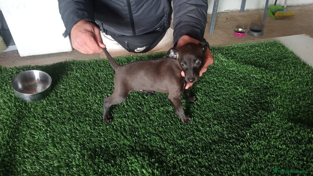 Pequeño Lebrel Italiano perros en venta: Piccolo blue  - Anuncio 5