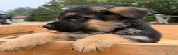 Pastor Alemán perros en venta: Cachorros pastor alemán  - Anuncio 17